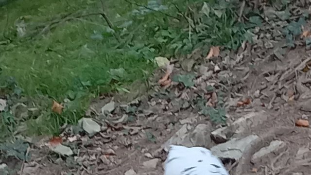 Kleinkindbetreuung_Getzners_Bunstiftile_-_Wald_besuch__20_