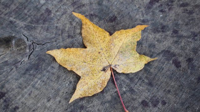 Kindergarten_Igel_2022_-_Spiel_im_Herbstgarten__43_