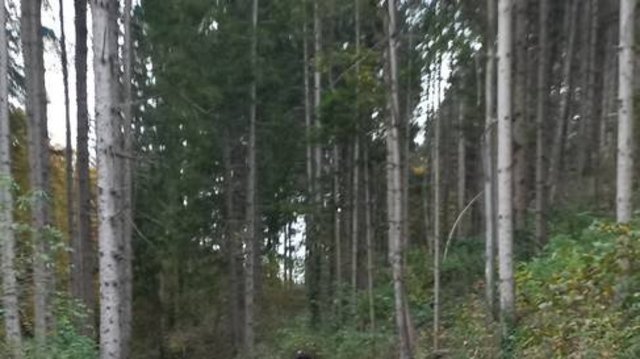 Kleinkindbetreuung_Getzners_Bunstiftile_-_Wald_besuch__13_